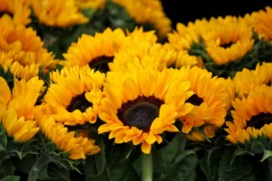 un champs de tournesols