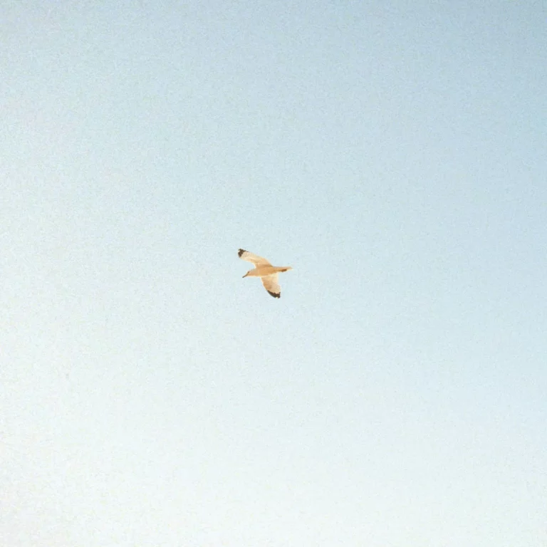 Un albatros vole haut dans le ciel, cela représente le deuil